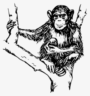 Drawing, Tree, Branches, Holding, Hairy, Chimpanzee - Chimpanzee Clipart Black And White