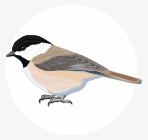 Chickadee Vector North Carolina Svg Free - Carolina Chickadee