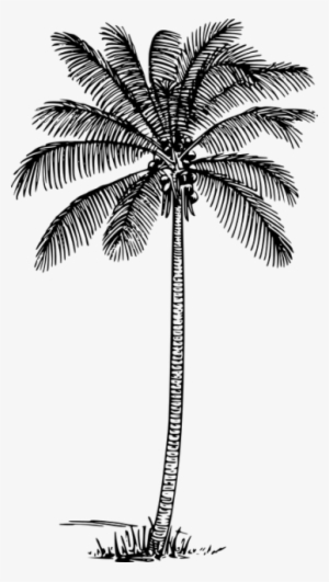 Palm Trees Drawing With Coconuts - Package Tour