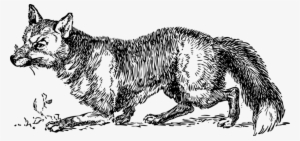 Arctic Fox Gray Wolf Drawing Line Art - Transparent Fox Black And White