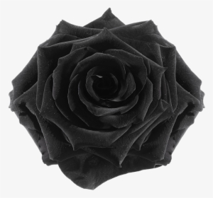 Transparent Roses Black - Rose
