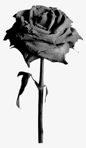 Black Roses - Flowers Png Rose Black