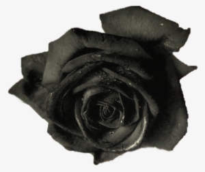 Black Roses - Blue Rose