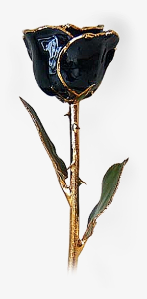 Blackrose Lrg - Gold And Black Rose Png