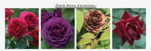 Nurserylive Rose Varieties Banner - 50 Pcs Rare Heathcliff Dark Red Cupped Double Strong