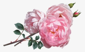 Where To Find The Perfect Flowers For Mother - David Austin Rose Png