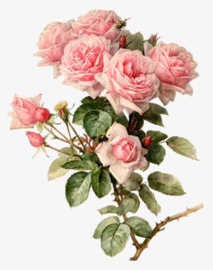 Pink Roses Botanical Flowers, Botanical Art, Pink Roses, - Rose Bouquet Painting