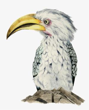 Click And Drag To Re-position The Image, If Desired - Yellow-billed Hornbill Watercolor Painting