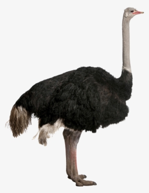 Ostrich Png File - Ostrich Png