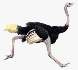 Ostrich Png Pic - Ostrich Png
