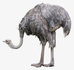 Ostrich Png Photos - Ostrich Png