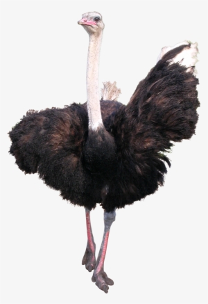 Ostrich Png - Animal Png