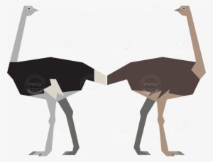 Male And Female Ostrich - Ostrich Illustration