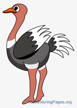 Ostrich Clipart - Ostrich Clip Art