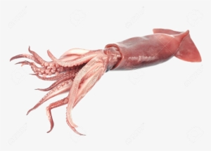 Giant Squid Transparent Png - Transparent Background Squid Png