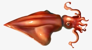 Squid Png Picture - Squids Png