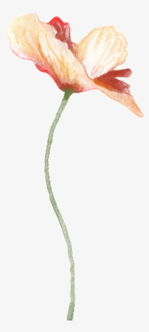 This Graphics Is White Flower Transparent Decorative - Portable Network Graphics