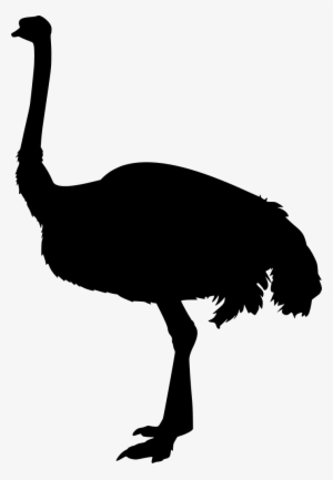 Download Png - Common Ostrich