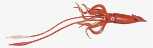 Giant Squid Png Hd - Giant Squid Png