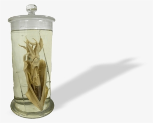 Fluid Preserved Specimens - Squid