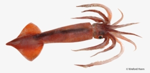 Antarctic Squid Png Image - Arrow Squid