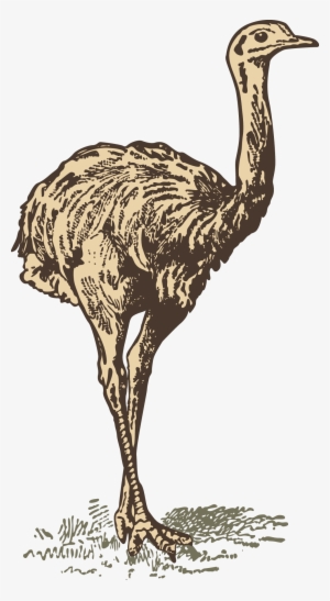Common Ostrich Download Drawing - Drawing