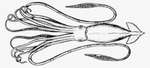 Squid Cephalopod Metasepia Pfefferi Octopus Cuttlefishes - Cephalopod