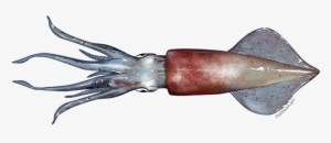 Longfin Squid - Squid