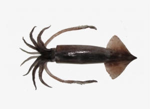 Lesser Flying Squid - Squid Mouth