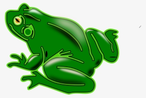 Pond Frogs Amphibian Vertebrate American Green Tree