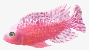Red Spotted Fish Watercolor Transparent Decorative - Watercolor Painting