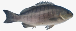 Black-fish - Bass