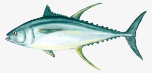 Ahi Tuna Png Clipart - Tuna Fish Png
