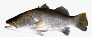 Fish Png - Peixe Png