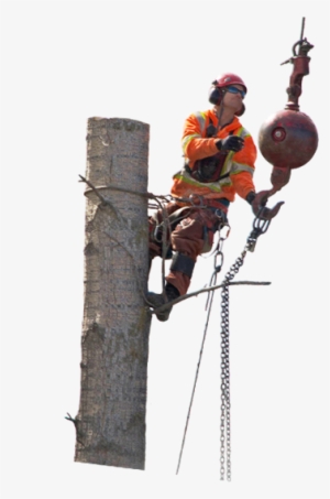 Stump Grinding Is The Process Of Removing A Stump With - Tree