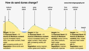 How Do Sand Dunes Change With Distance From The Beach - Beach