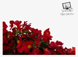 Download Red Flowers Png Clipart Flower Clip Art Flower - Red Flowers Png