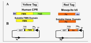 Origin Of Red And Yellow Tags And Construction Of Colored - Red