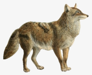 Dogs, Jackals, Wolves, And Foxes - Canis Falconeri