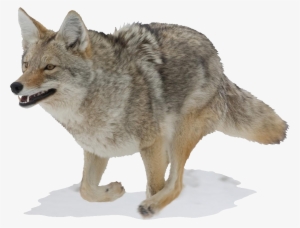 Mossy Oak Graphics Running Coyote Indoor Wall Graphic