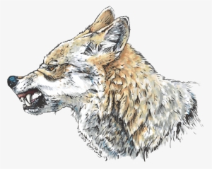 "anger Of The Wolf" My First Illustration Using My - Fox Side View Snarling