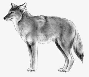 Coyote - Tamaskan Dog