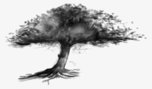 Picture Library Tree Sketch Transprent Png Free Download - Dibujo De Un Arbol Con Sombra