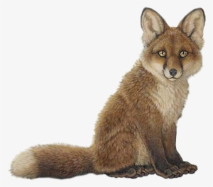 Животные Лисы - Bébé Renard Fond Blanc