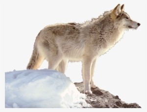 Wa-33 - Portable Network Graphics