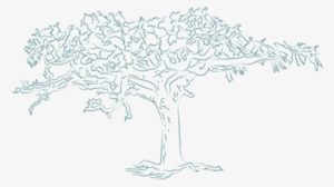 Frankincense Resin Essential Oil - Frankincense Tree Png