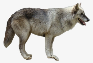 Coyote Clipart White Background - Gray Wolf No Background