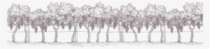 Ayres Vineyard Home Illustration Trees - Vineyard Png