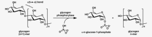 Glycogen Phosphorylase Stereo - Glycogen Phosphorylase Mechanism