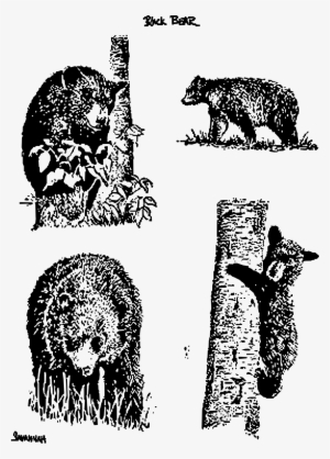 Bears Png